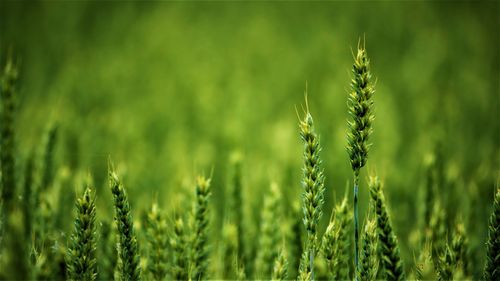 Close-up of wheat growing on field