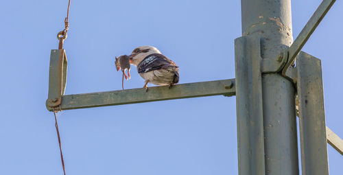 Low angle view of man on wooden post against sky