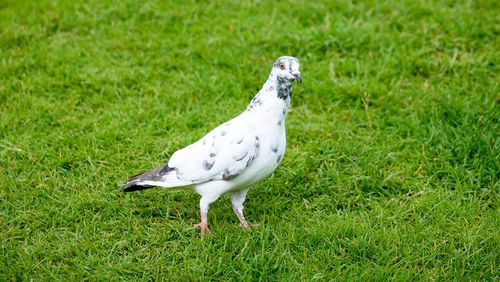 Side view of a bird on grass