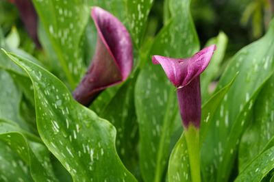 Close-up of wet purple flowering plant during rainy season