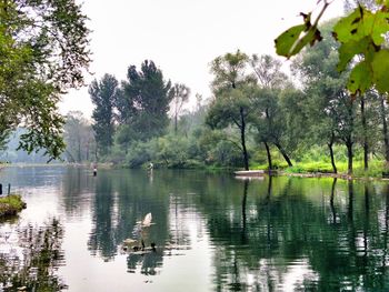 Swans swimming in lake against trees