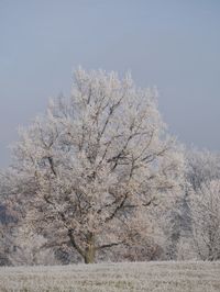 Flower tree against clear sky