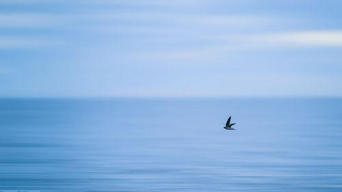 Natural animal background of swallow bird flying over motion blurred blue sea and sky background