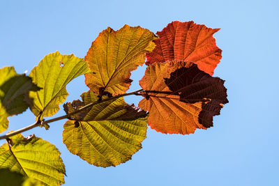 Low angle view of autumn tree against clear blue sky