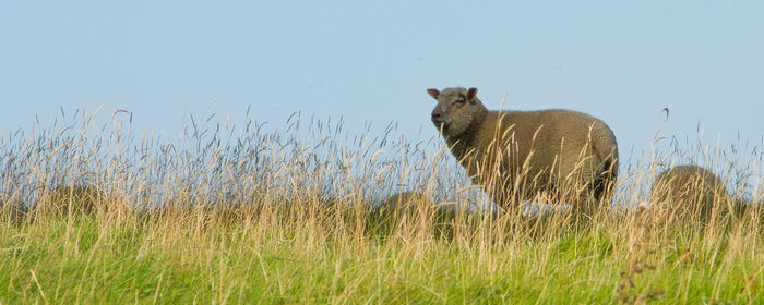 Cow grazing on grassy field