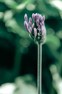 Close-up of purple flowering plant