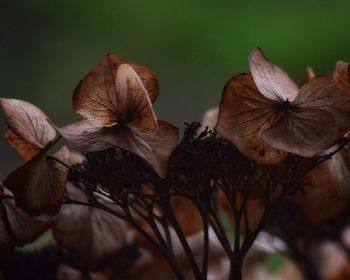 Close-up of flowers