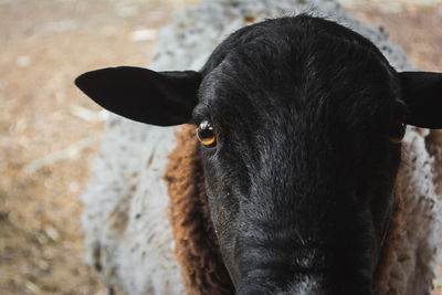 Portrait of black sheep 