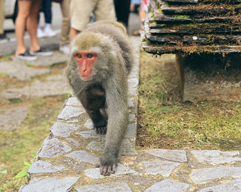 Close-up of baby standing on footpath