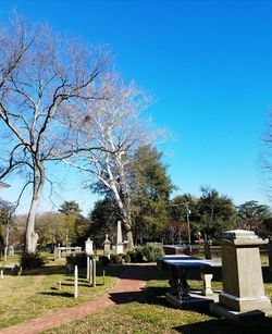 Trees against clear blue sky