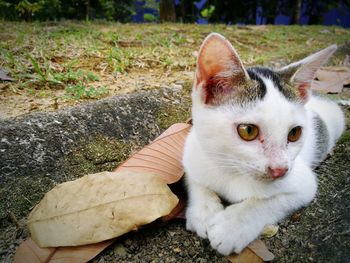 Portrait of cat sitting on grass