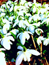 Close-up of white flowers