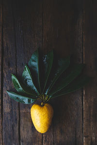Close-up of fresh green table