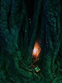 Close-up of tree trunk at night