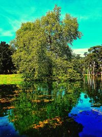 Plants growing by lake against sky