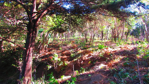 Trees in forest