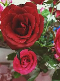 Close-up of red rose blooming outdoors