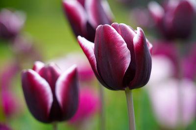 Close-up of pink tulip