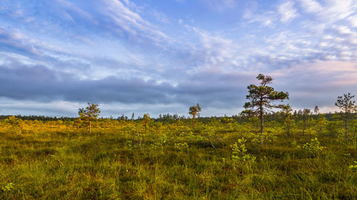 Scenic view of field against sky