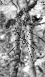 Close-up of spider on web