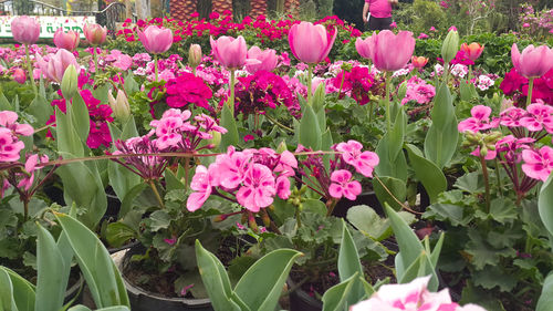 Pink flowers blooming in park