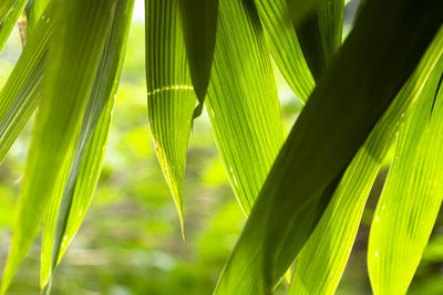 Close-up of palm tree leaves