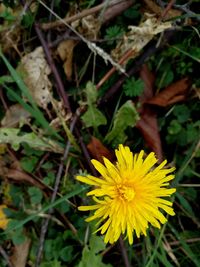 Close-up of yellow flowering plant on field
