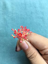 Close-up of hand holding red flower