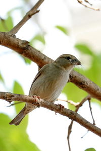 Close-up of bird perching on branch