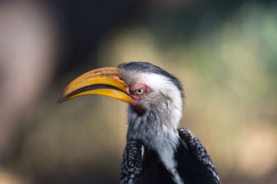 Close-up of a bird