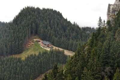 High angle view of pine trees in forest against sky