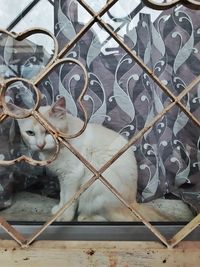 High angle view of cow seen through metal fence