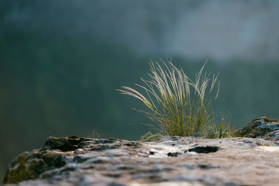 Close-up of dry leaf on rock