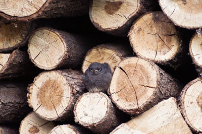 Bird resting on log at lumber industry