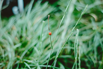 Ladybug on a single blade of green grass