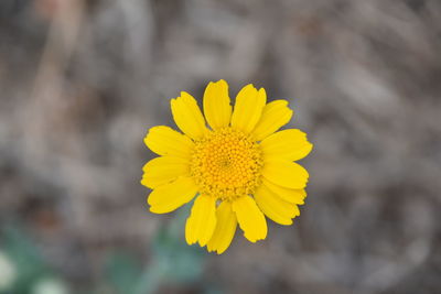 Close-up of yellow flowering plant