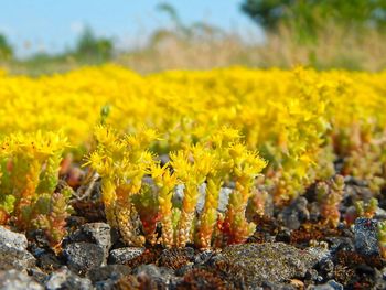 Close-up of yellow flowering plants on field