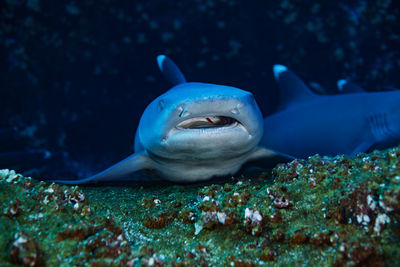 Fish swimming in sea