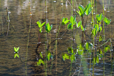 Close-up of plant growing in lake