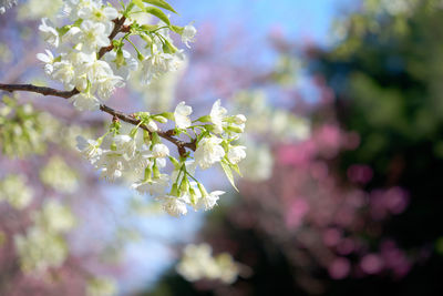 Close-up of cherry blossom