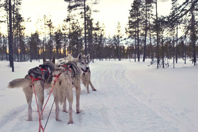 Siberian huskies on snow covered field