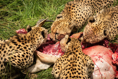 Slow pan of four cheetahs eating carcase