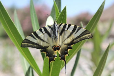 Close-up of butterfly pollinating flower