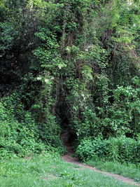 High angle view of lush trees in forest