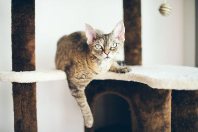 Portrait of cat sitting on floor