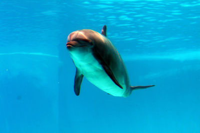 View of fish swimming underwater