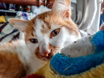 Close-up portrait of a cat