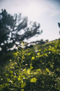 Close-up of plant on field against sky