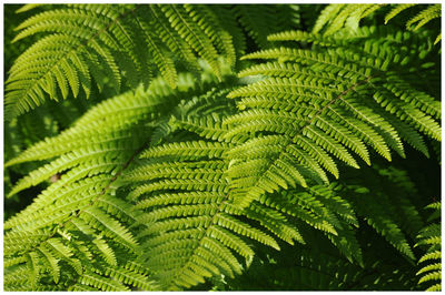 Full frame shot of fern