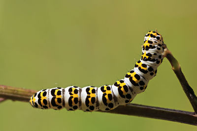 Close-up of butterfly on leaf